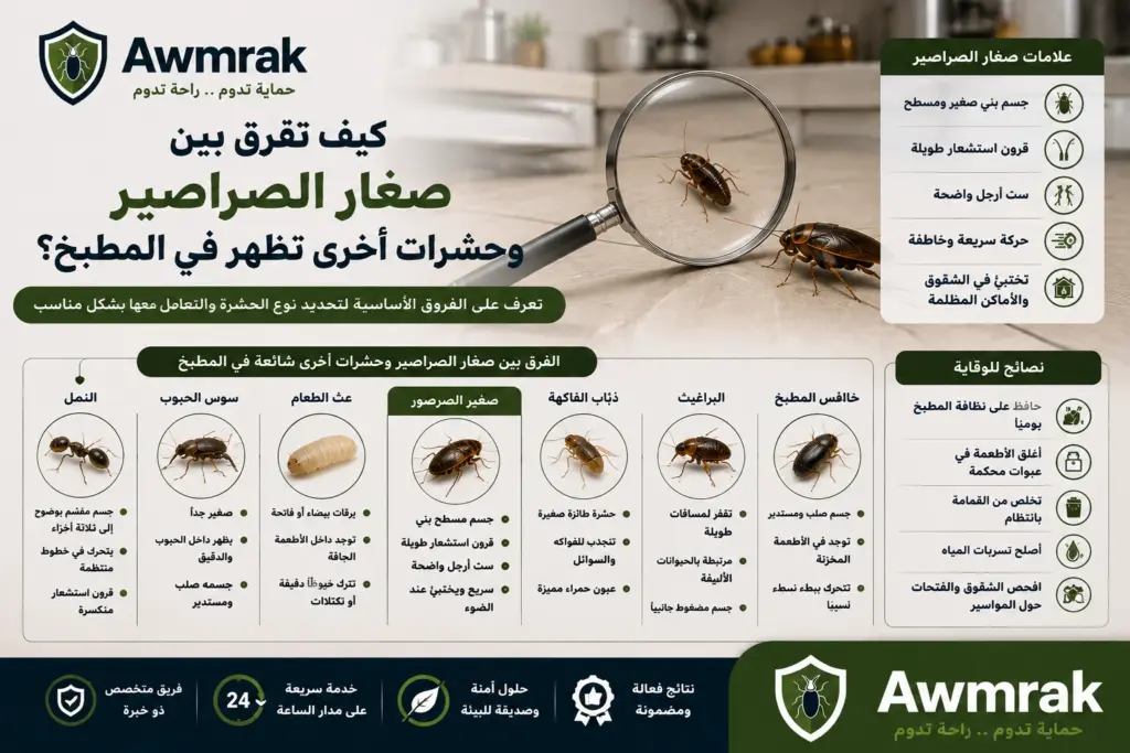 كيف تفرق بين صغار الصراصير وحشرات أخرى تظهر في المطبخ