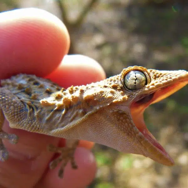 ابادة السحالي