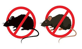 شركة مكافحة الفئران