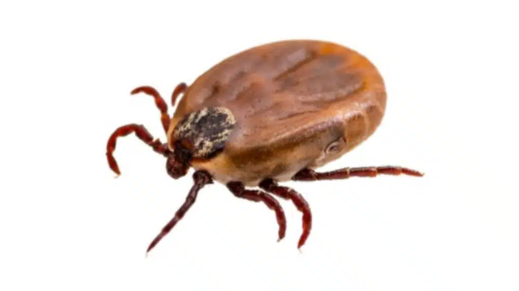 شركة ابادة القراد