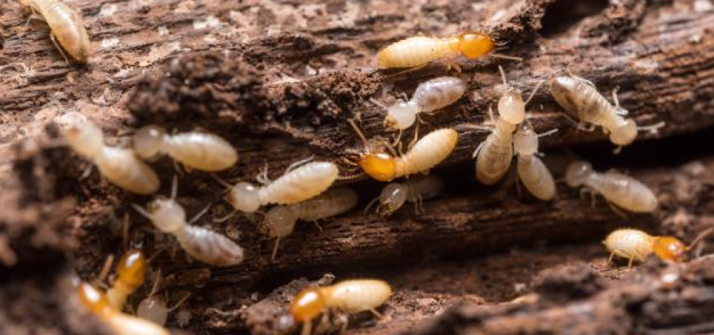 مكافحة النمل الابيض