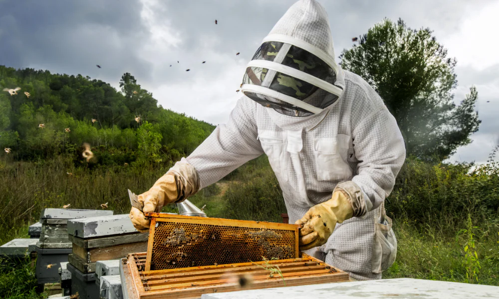 مكافحة و ابادة النحل