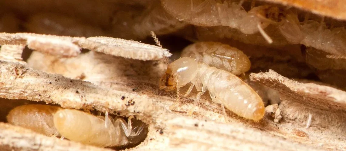 شركة ابادة النمل الابيض