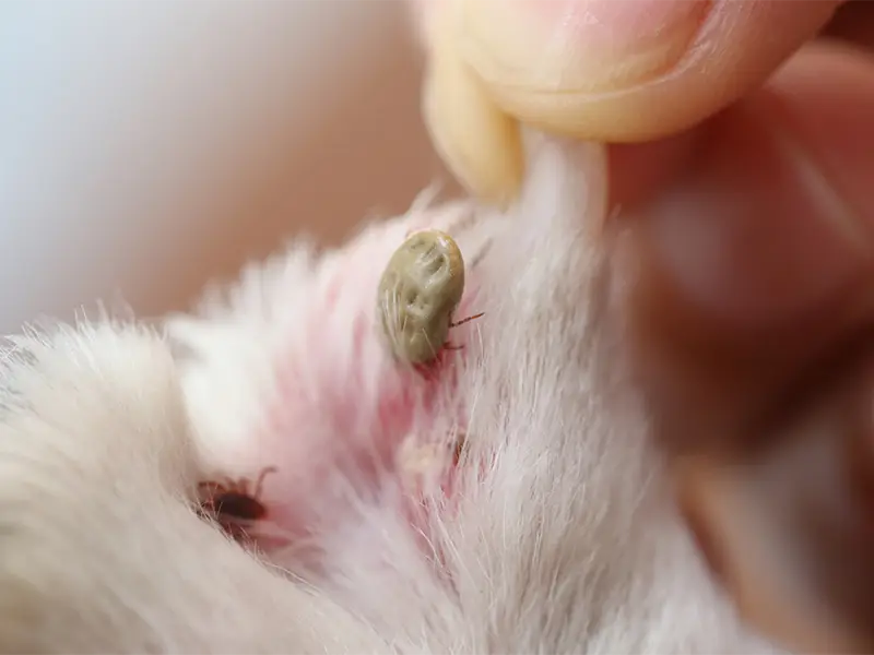 مكافحة و ابادة القراد