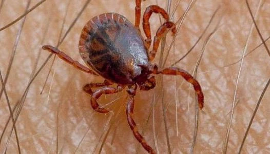 ابادة القراد